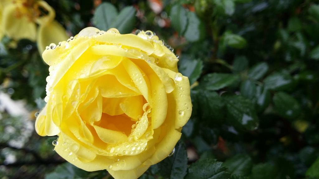 Briar Rose Bed & Breakfast 볼더 외부 사진